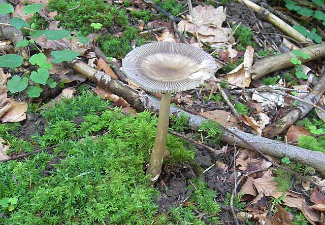 Amanita  battarrae  (Boud.)  Bon